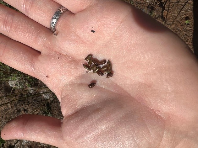 Senna Seeds