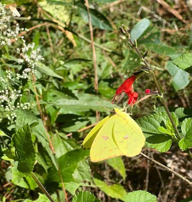 Bright yellow butterfly hanging off a red flower