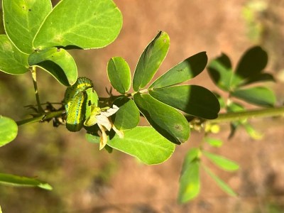 Sulphur Caterpillar