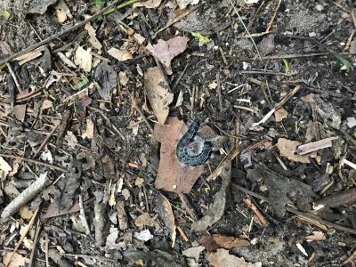 Small caterpillar on the ground