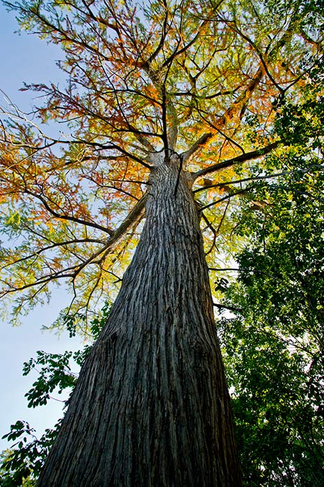 "Old Baldy," one of the oldest bald cypress trees on public land in Texas.