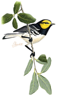 Painting of golden-cheeked warbler