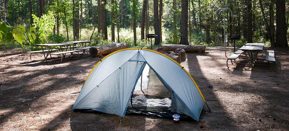 Tent with picnic tables and tree trunks