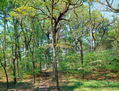 Steps on a trail climbing up a hill under tall trees