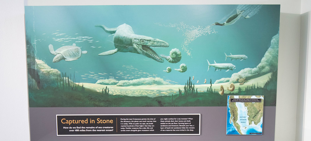 Exhibit showing ocean creatures swimming over sand.