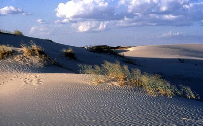 Sand dunes with grasses growing on slopes