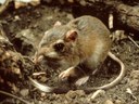 Kangaroo rat