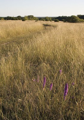 Prairie grasses with trees in the background