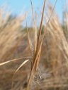 21705seacoastbluestem020.jpg