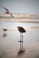 Birds on the beach.