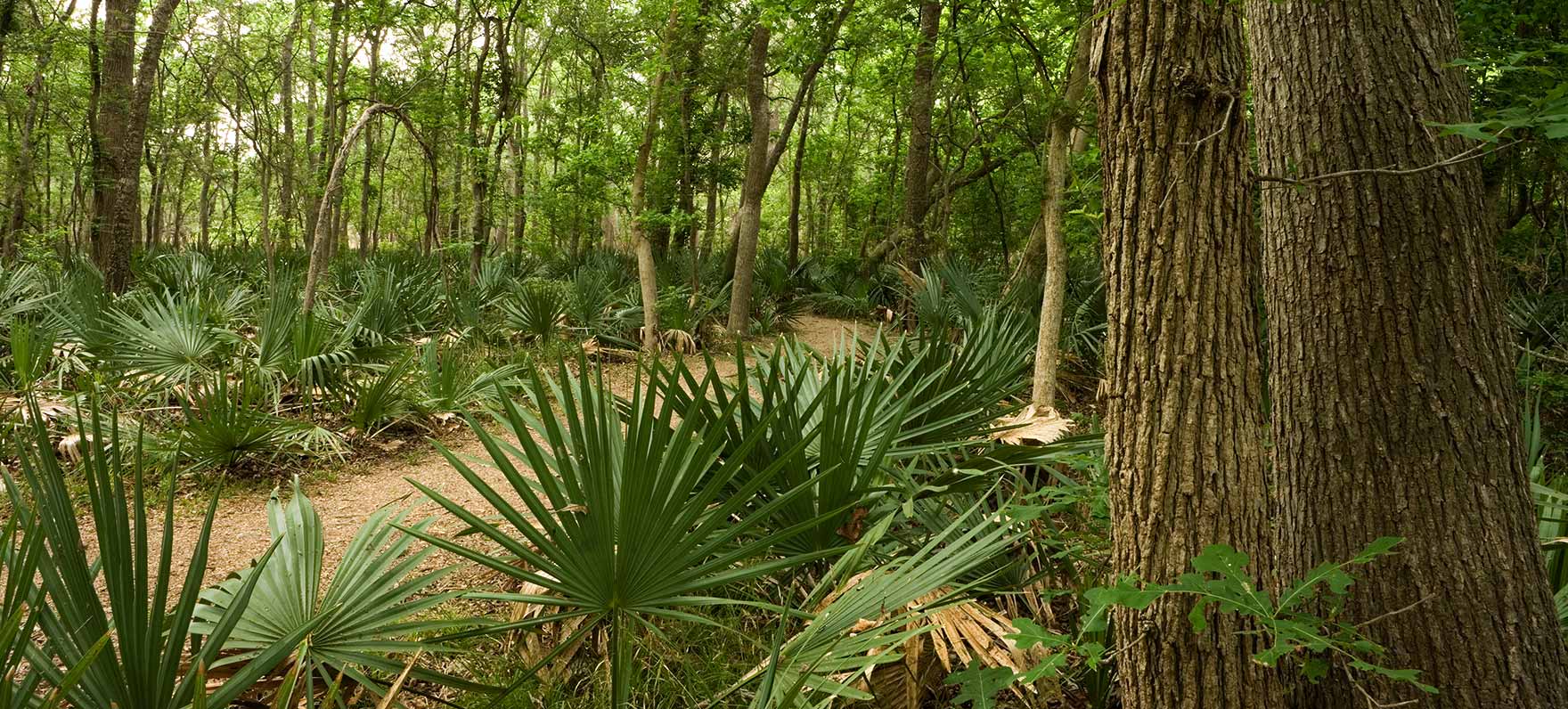 dwarf palmettos and other beautiful tropical vegetation