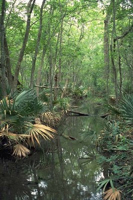 Water surrounded by dwarf palmettos.