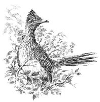 Roadrunner with vegetation around