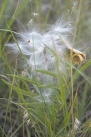 Grass with fluffy seeds bursting from pod