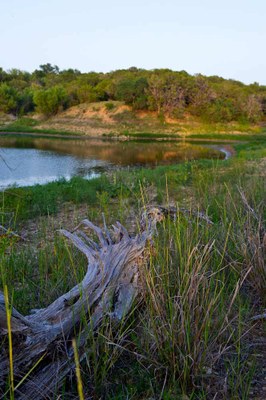 Sunset view of edge of lake, with deadwood and grasses in the foreground.