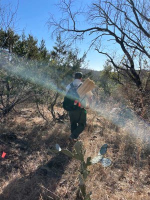 Man walking in wild area carrying stakes on his back