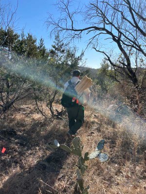 Man walking in wild area carrying stakes on his back