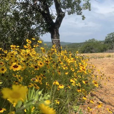 Flowers in the foreground, view of hills in the back, and bulldozed land in between.