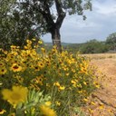 Flowers in the foreground, view of hills in the back, and bulldozed land in between.