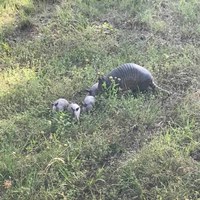mother armadillo and four babies
