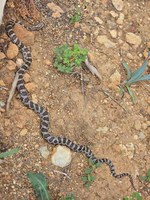 A baby plains rat snake