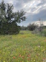 Wildflowers on the Western Trail