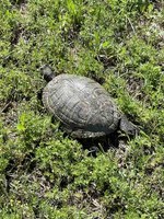 A red eared slider looking for place to lay her eggs
