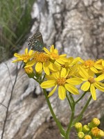 A Juniper Hairstreak butterfly on a ragwort flower
