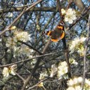 Red and black butterfly on a flowering shrub