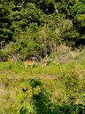 Doe and fawn stand at the edge of a clearing