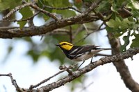 Golden-cheeked warbler perched on a tree branch