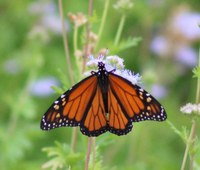 Monarch buttefly nectaring on a blue mistflower