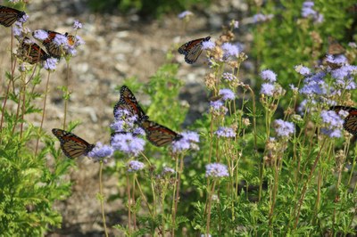 Monarch butterflies nectaring on blue mistflowers