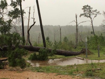 tree down at campsite