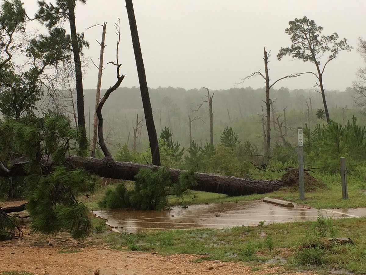 Bastrop-IMG_4007_web.jpg