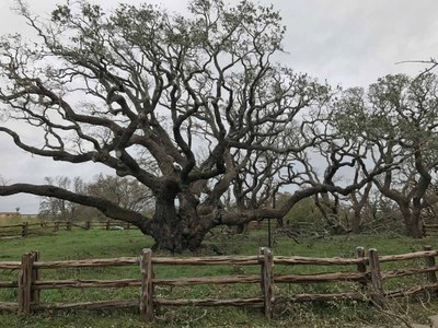 Big Tree still stands!