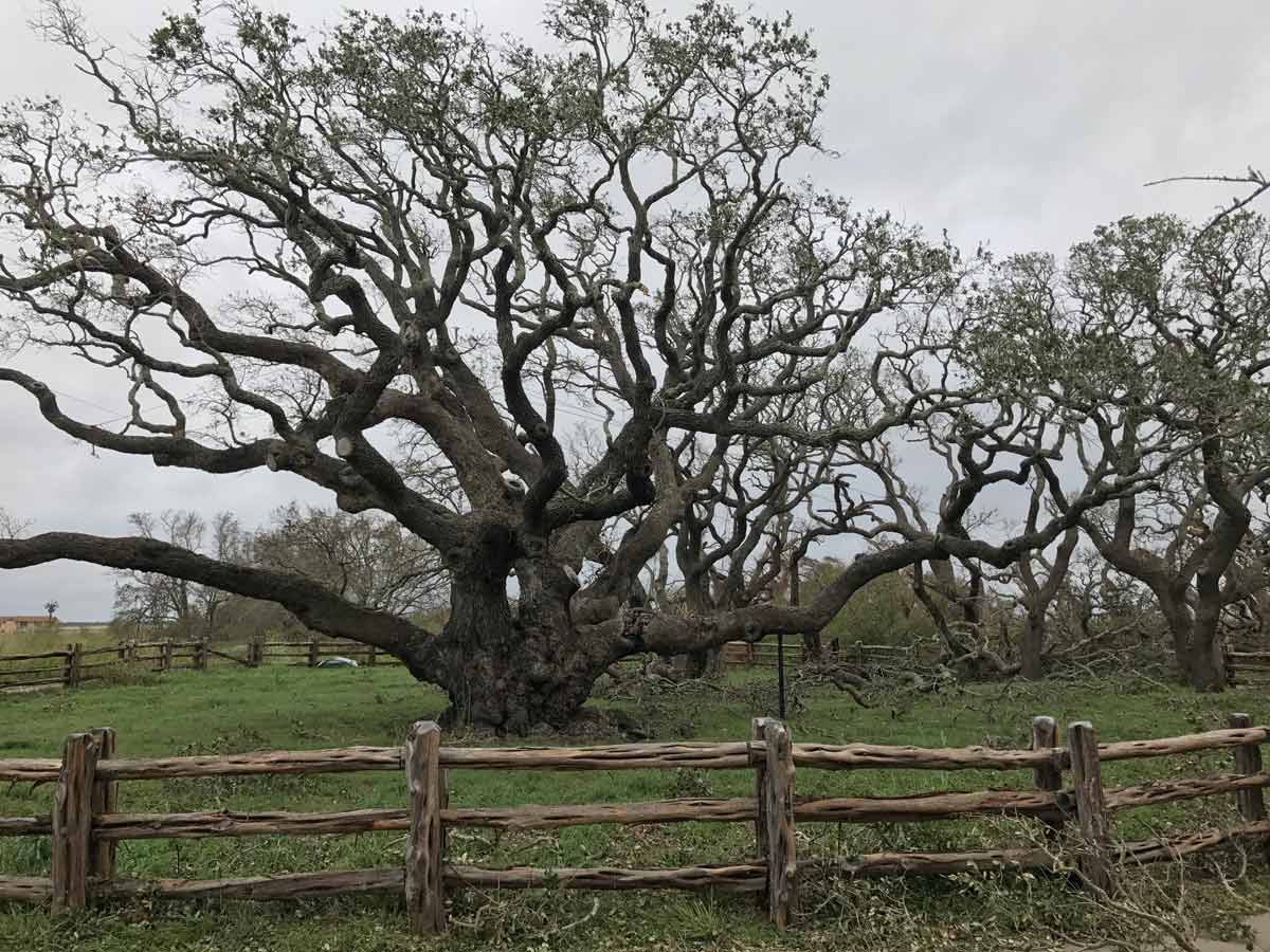 Big-Tree-Photo-Aug-27,-12-11-17-PM_web.jpg