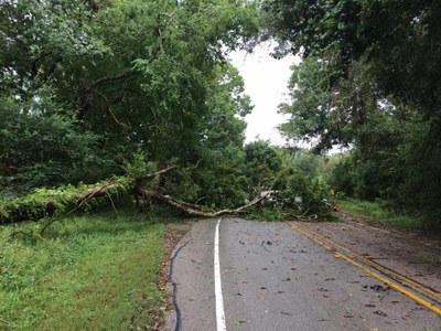 Tree down across road