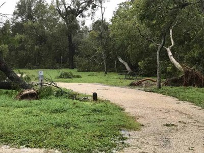 Tree limbs littering a campsite