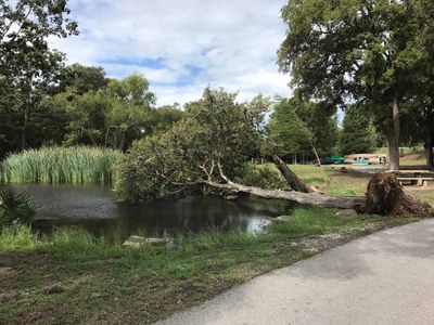 Tree down over pond
