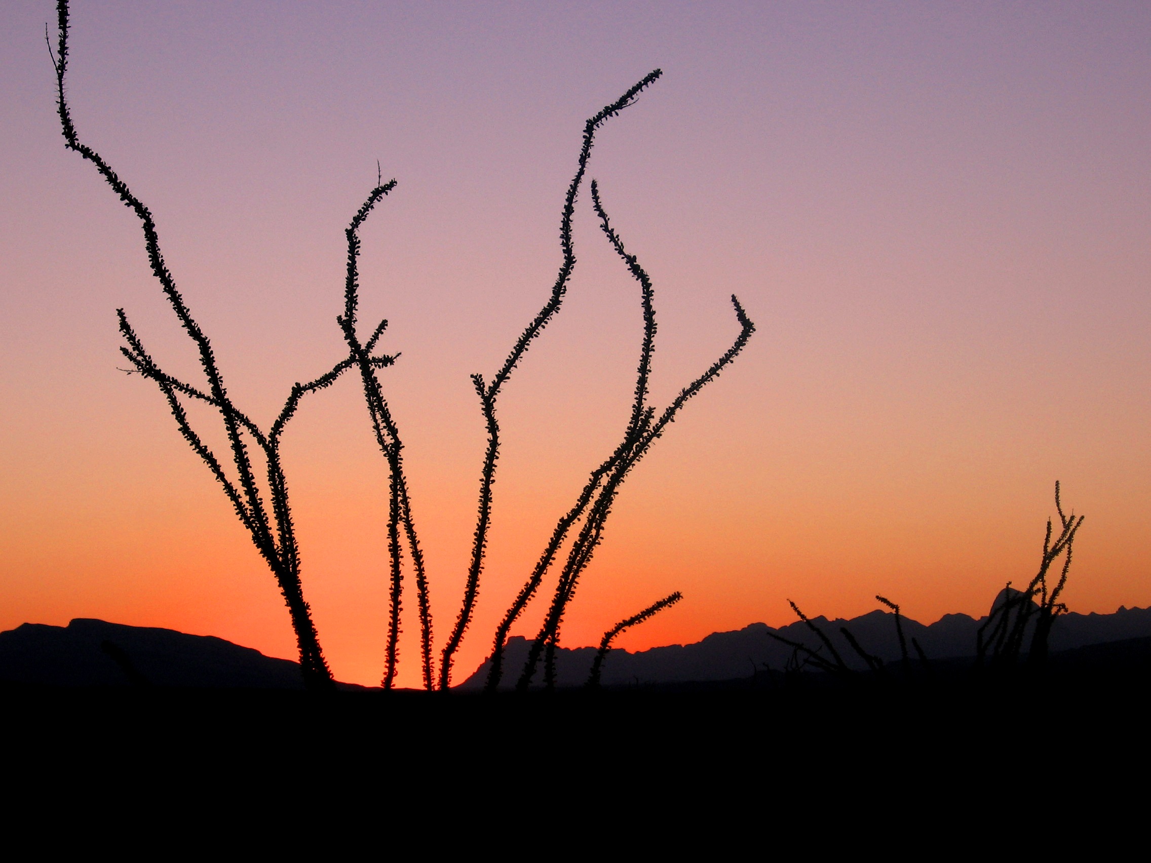 Ocotillo at Sunset at Big Bend Ranch SP