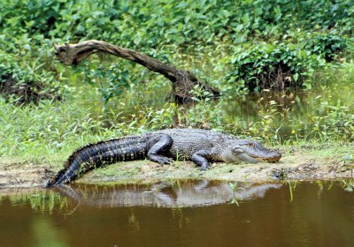 Alligator basking on the bank of a pond.
