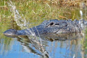 Alligator mostly submerged in water.