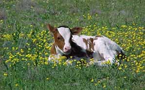 A calf from the official state longhorn herd at San Angelo State Park. 