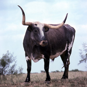 Longhorn