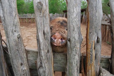 Barrington-pig-SC_0396_web.jpg