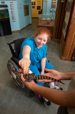 Girl sitting in a wheelchair touching a baby alligator