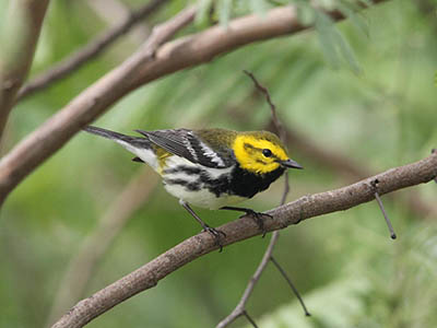 Golden-cheeked warbler perched on a branch