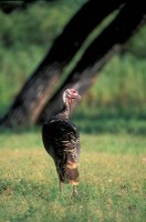 Turkey standing in field