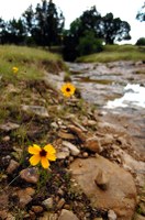 Yellow flowers along the lakeshore.